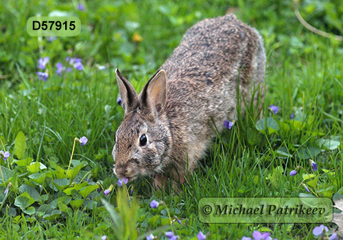 Eastern Cottontail (Sylvilagus floridanus)